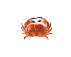 web_crab